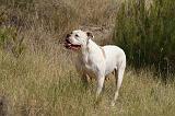 BOULEDOGUE AMERICAIN 395